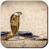 Snake Wallpaper आइकन