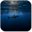 Shark Wallpapers