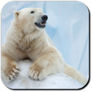 Polar Bear Wallpapers APK
