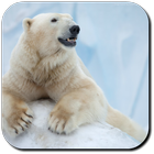 Polar Bear Wallpapers أيقونة