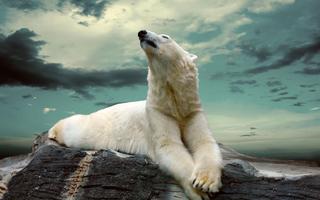 Polar Bear Wallpapers تصوير الشاشة 1