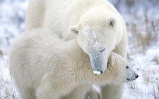 Polar Bear Wallpapers تصوير الشاشة 2