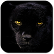 Panther Wallpapers