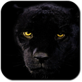 Panther Wallpapers