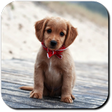 Icona Puppy Wallpapers