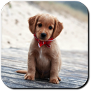 Puppy Wallpapers APK