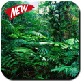 Rainforest Wallpaper