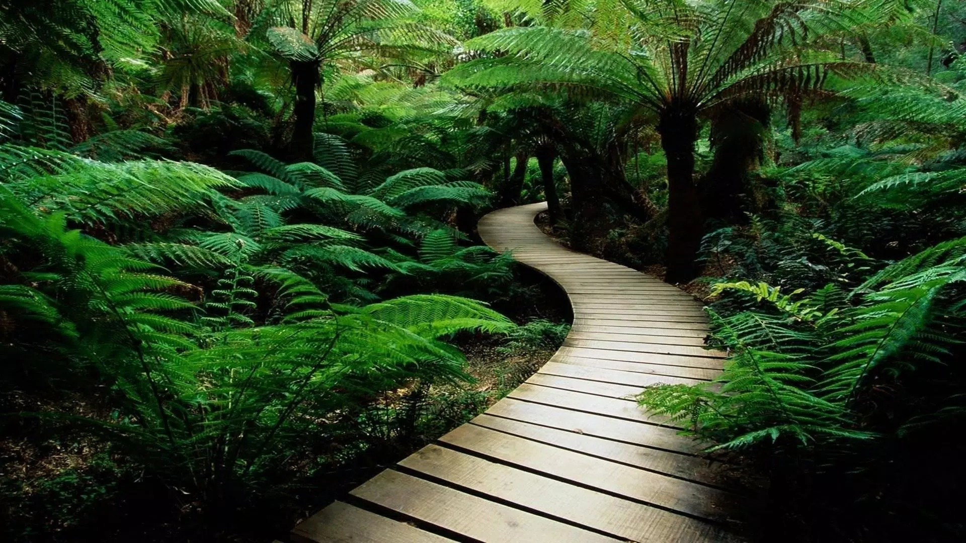 Tải xuống APK Rainforest Wallpaper cho Android Tải xuống APK Rainforest Wallpaper cho Android