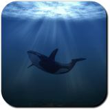 Whale Wallpapers icône