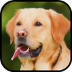 Labrador Wallpaper
