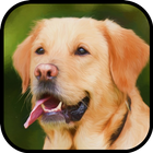 Labrador Wallpaper 아이콘