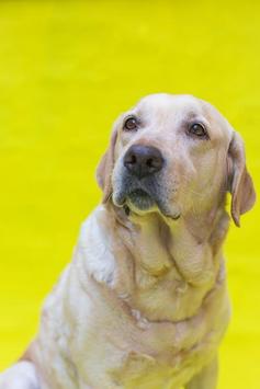 Labrador Wallpaper 截图 4