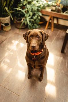 Labrador Wallpaper 截图 5