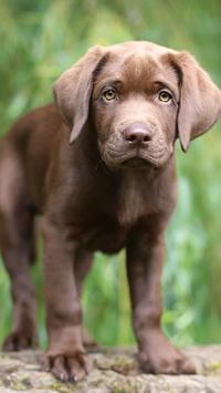 Labrador Wallpaper 截图 7