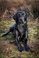 Labrador Wallpaper 포스터