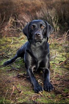 Labrador Wallpaper 海报