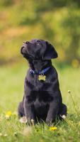 Labrador Wallpaper 스크린샷 1