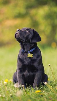 Labrador Wallpaper 截图 1