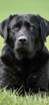 Labrador Wallpaper 截图 2