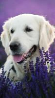Labrador Wallpaper 스크린샷 3