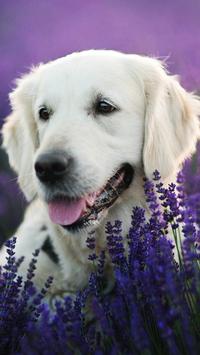 Labrador Wallpaper 截图 3