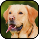 Labrador Retriever Wallpapers APK