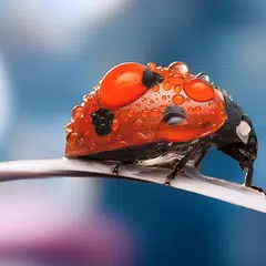 Скачать Ladybug Live Wallpaper APK