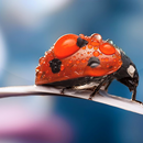 APK Ladybug Live Wallpaper