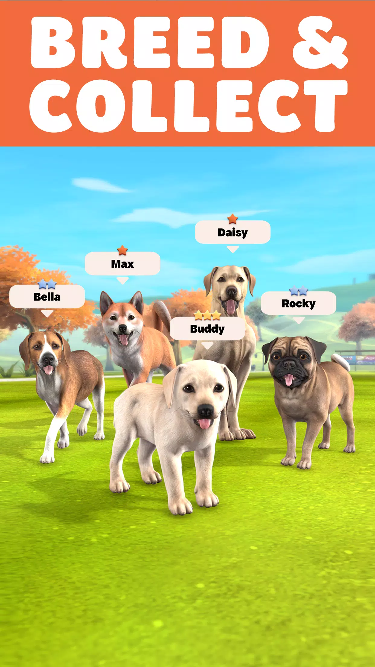 Pocket Paws: My lovely dogs