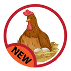 Laying chickens icon