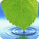 Leaf Wallpaper HD APK