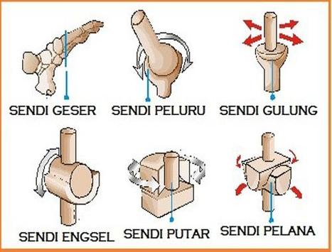 Belajar Anatomi Sendi Manusia for Android - APK Download