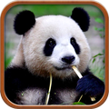 Kids Learn Words | Home & Wild Animals, Sounds
