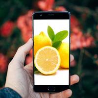 Fresh Lemon Fruits Wallpaper screenshot 1