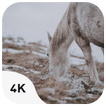 Horses Wild wallpapers icon