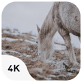 Horses Wild wallpapers