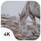 ikon Horses Wild wallpapers