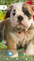 Pitbull Pup Wallpaper HD screenshot 1