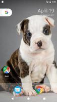 برنامه‌نما Pitbull Pup Wallpaper HD عکس از صفحه