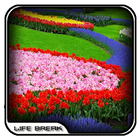 Flower Garden Photos Design icône