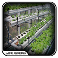 Hydroponic Garden Design