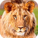 Lion Wallpaper HD APK