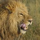 APK Lion Sounds