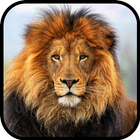 Lion Wallpaper Zeichen