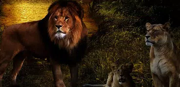 Lions Live Wallpaper