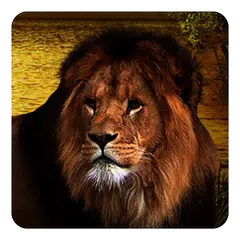 Lions Live Wallpaper APK download