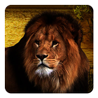 Sư tử Hình Nền Động biểu tượng