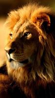 Sư tử Hình Nền Động ảnh chụp màn hình 1