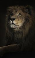 Sư tử Hình Nền Động ảnh chụp màn hình 2