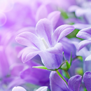 Lilac Flowers Live Wallpaper-APK